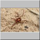 Trombidiidae sp - Laufmilbe 01b 3mm.jpg